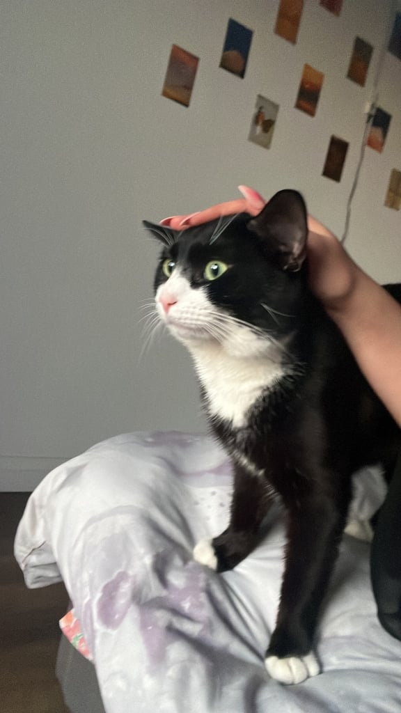 Very friendly British shorthair 