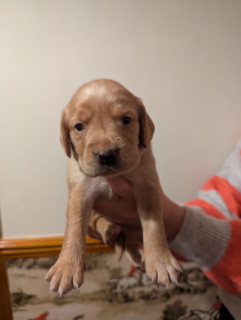 Cockador puppies for sale