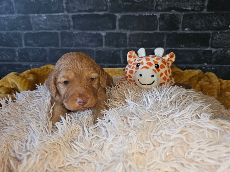 Miniature Cockerpoo Puppys