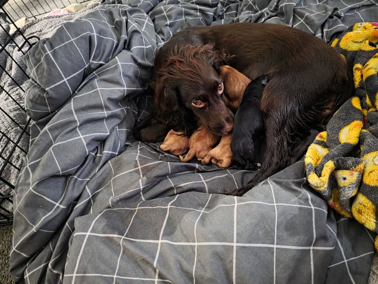 Gorgeous cocker spaniel 