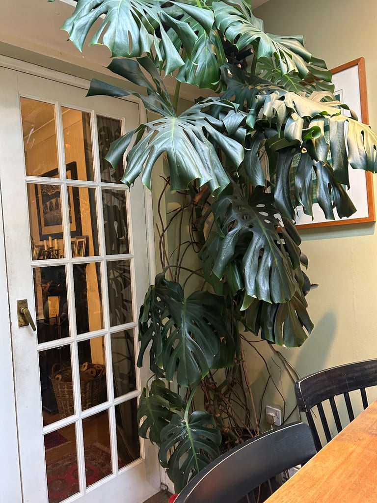 image for Big Monstera Plant