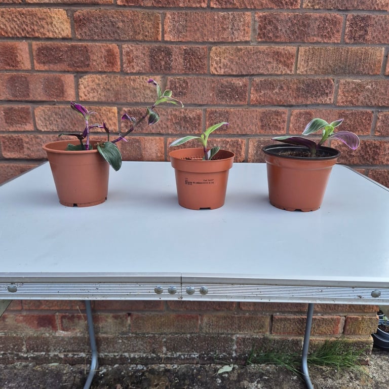 image for 3 tradescantia nanouk baby plants 