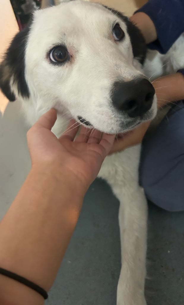 Castrated 11 months old female dog