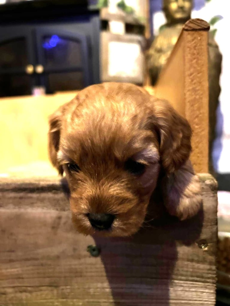 Cute Cavapoo Puppies 1 Boy and 1 Girl