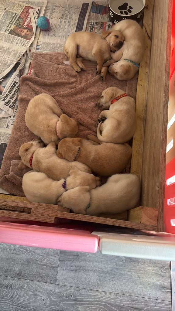 KC Registered Labrador pups 