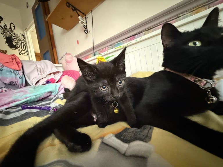 5 kittens for sale 4 girls 1 boy