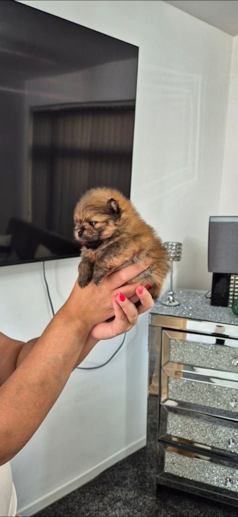 Pomeranian teddy face Female 