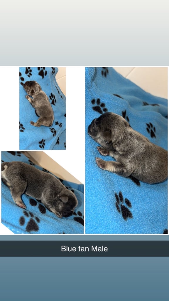 Beautiful French bulldog pups 