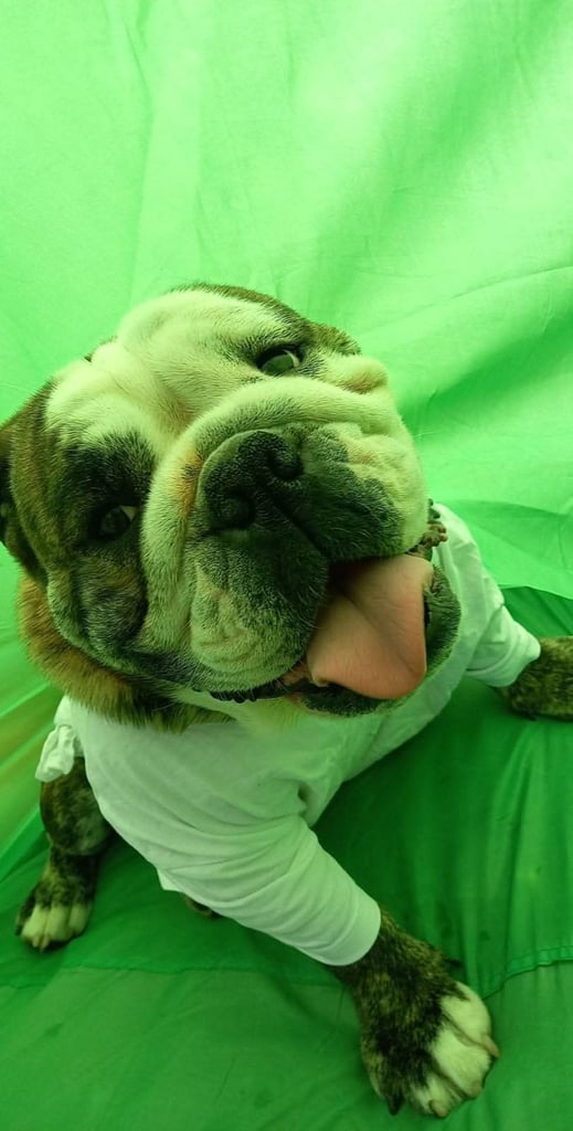 Kc English bulldog 