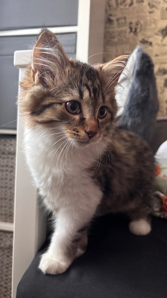 Kittens for sale