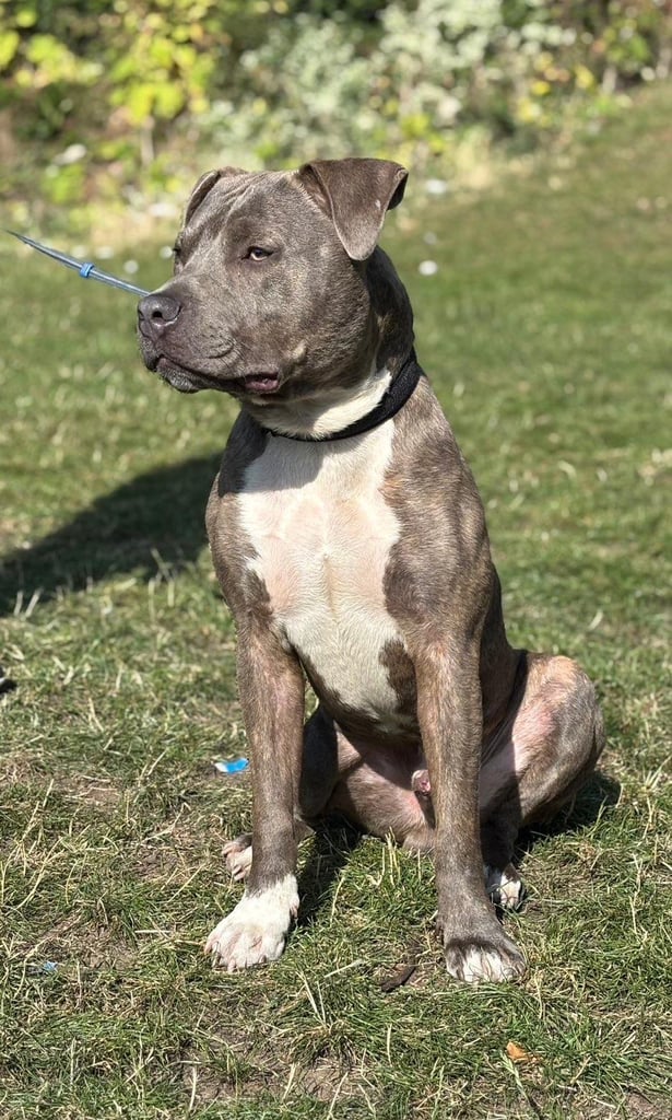 Male Staffie