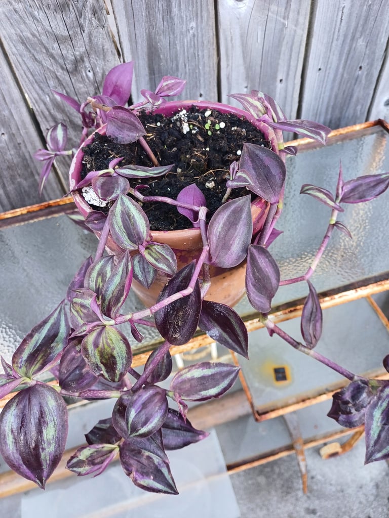Tradescantia  Purple Passion.indoor Plant 
