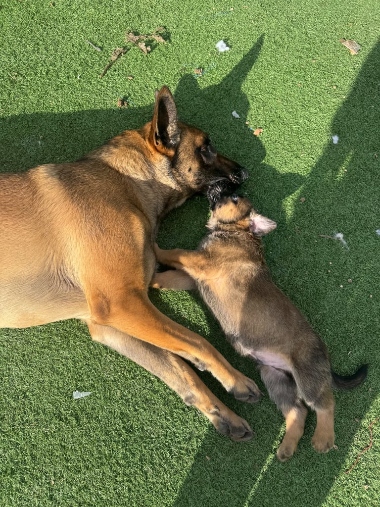 8 beautiful Malisheps