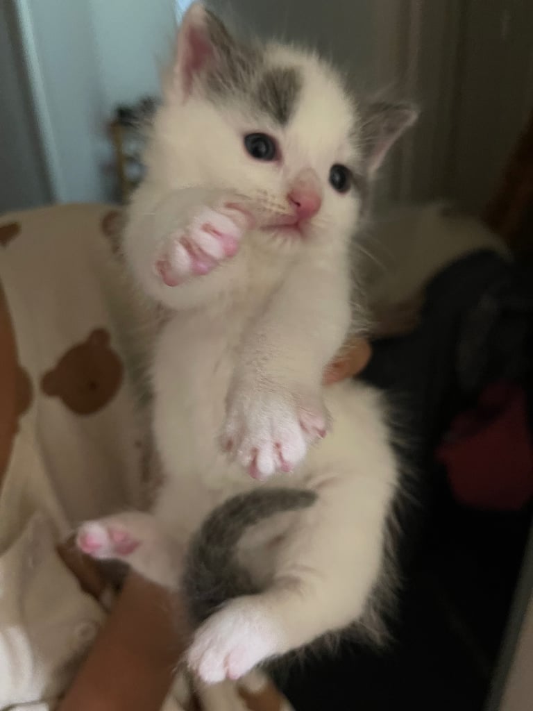 Kittens looking for a home