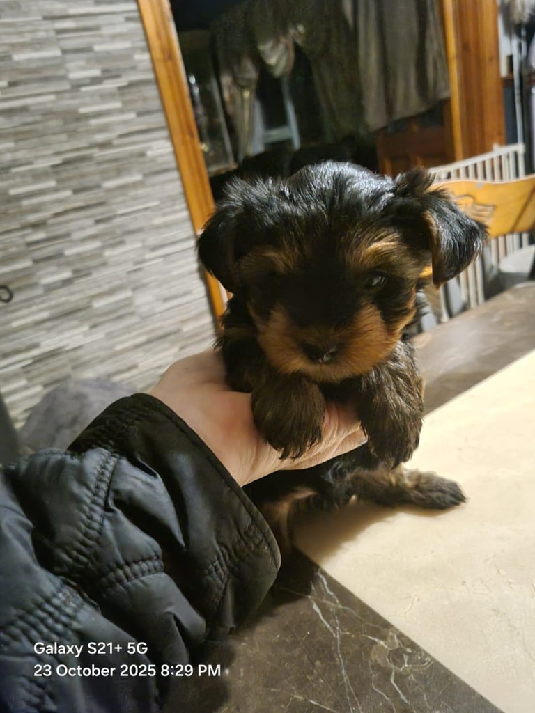 Yorkshire terrier pups 