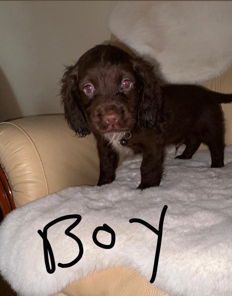 Cocker Spaniel Puppies