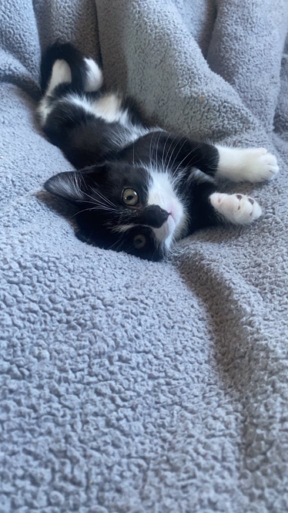 kittens!