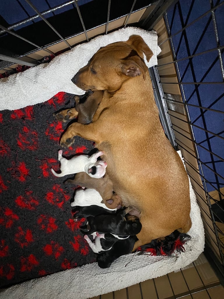 Jack Russel terrier tan pups 