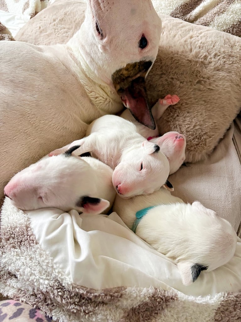 KC English Bull Terrier puppies 🐾