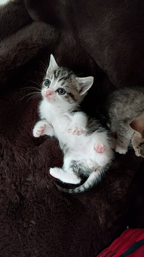 image for Bengal x kittens for sale 