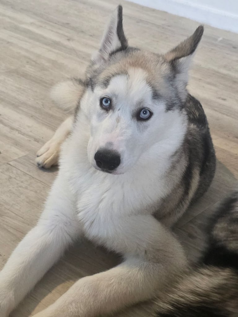 Blue eyed male husky