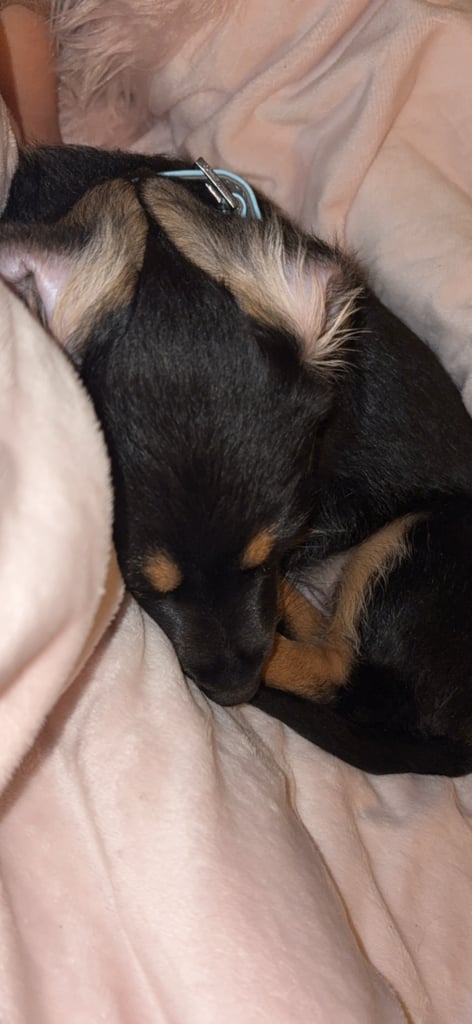German shepherd dachshund 