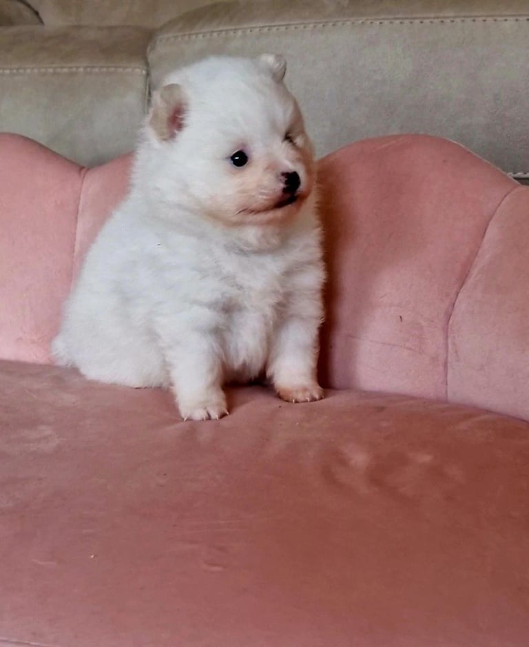  Pomeranian (Ice White)