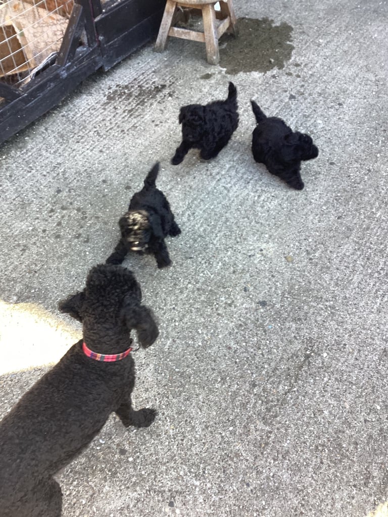 Poodle puppies 