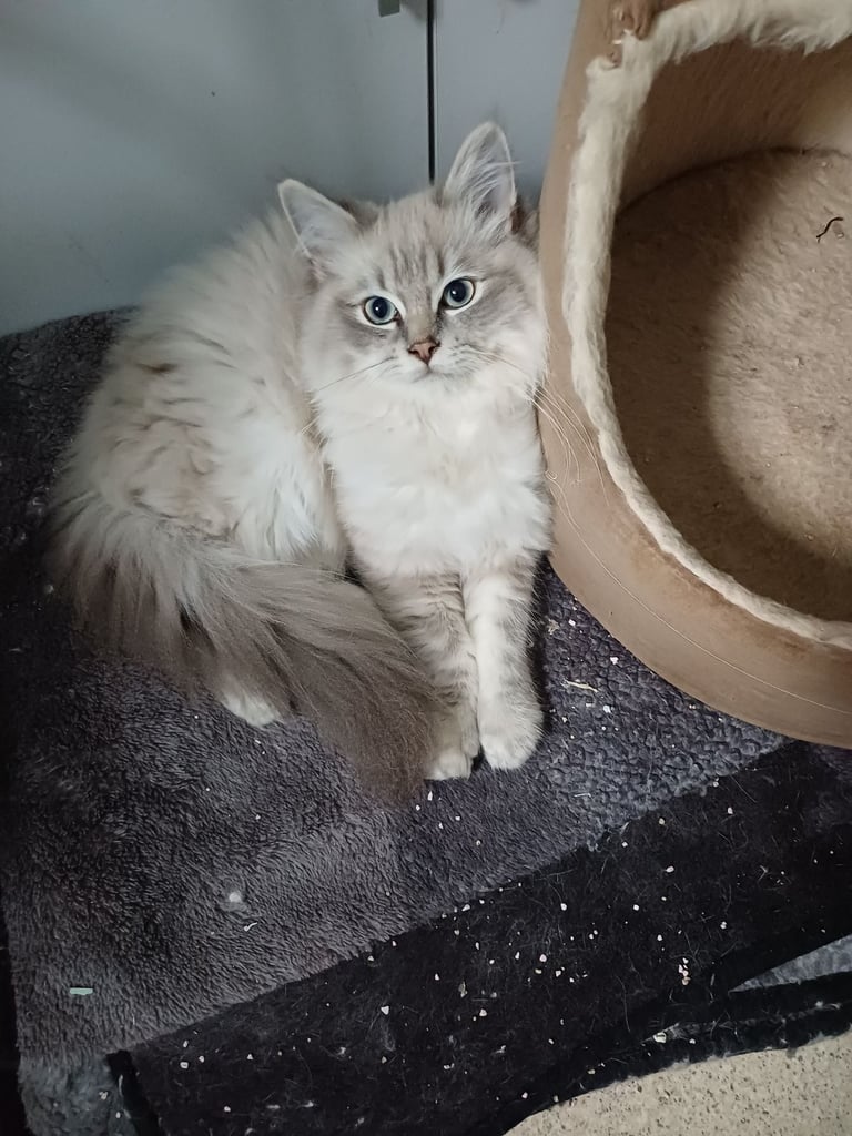 Rehome Ragdoll kitten