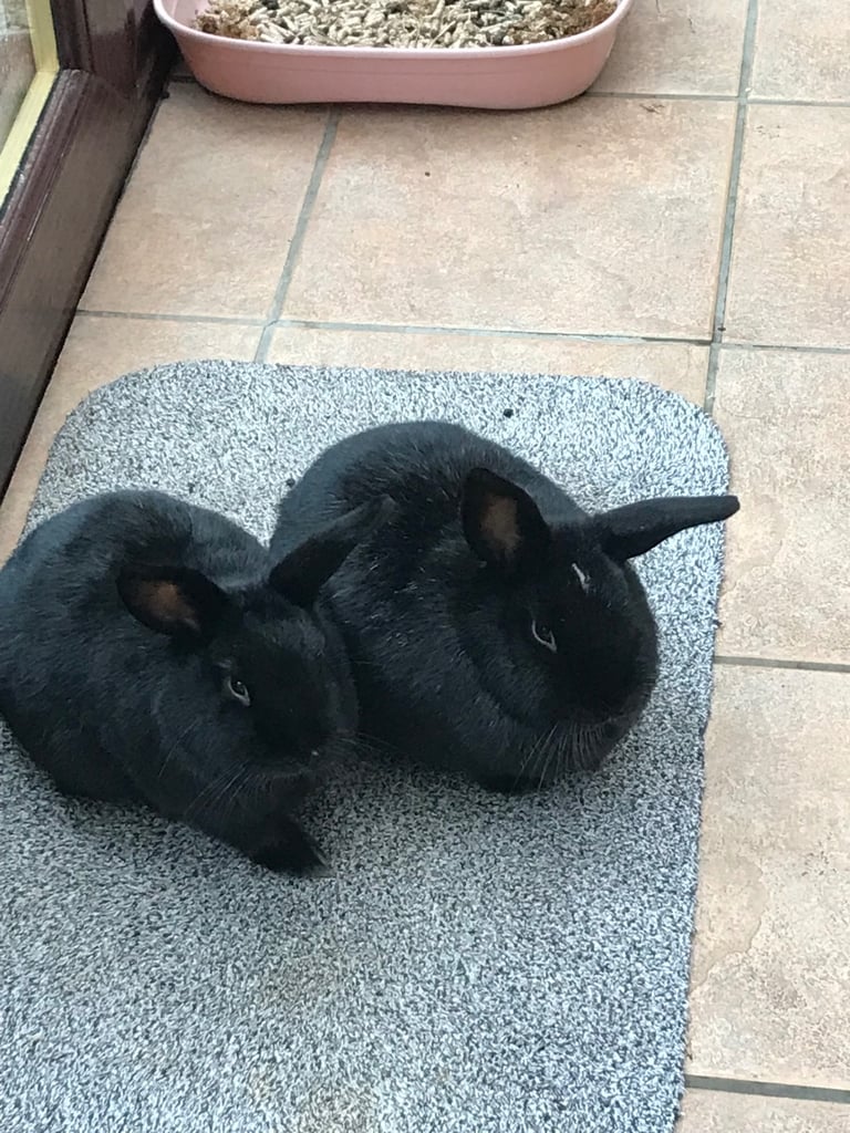 Two gorgeous black bunnies 