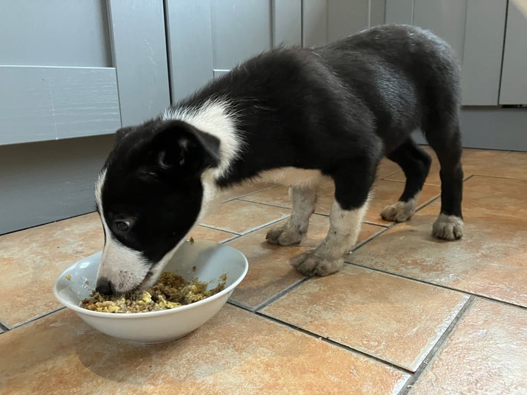 Border Collie Pups