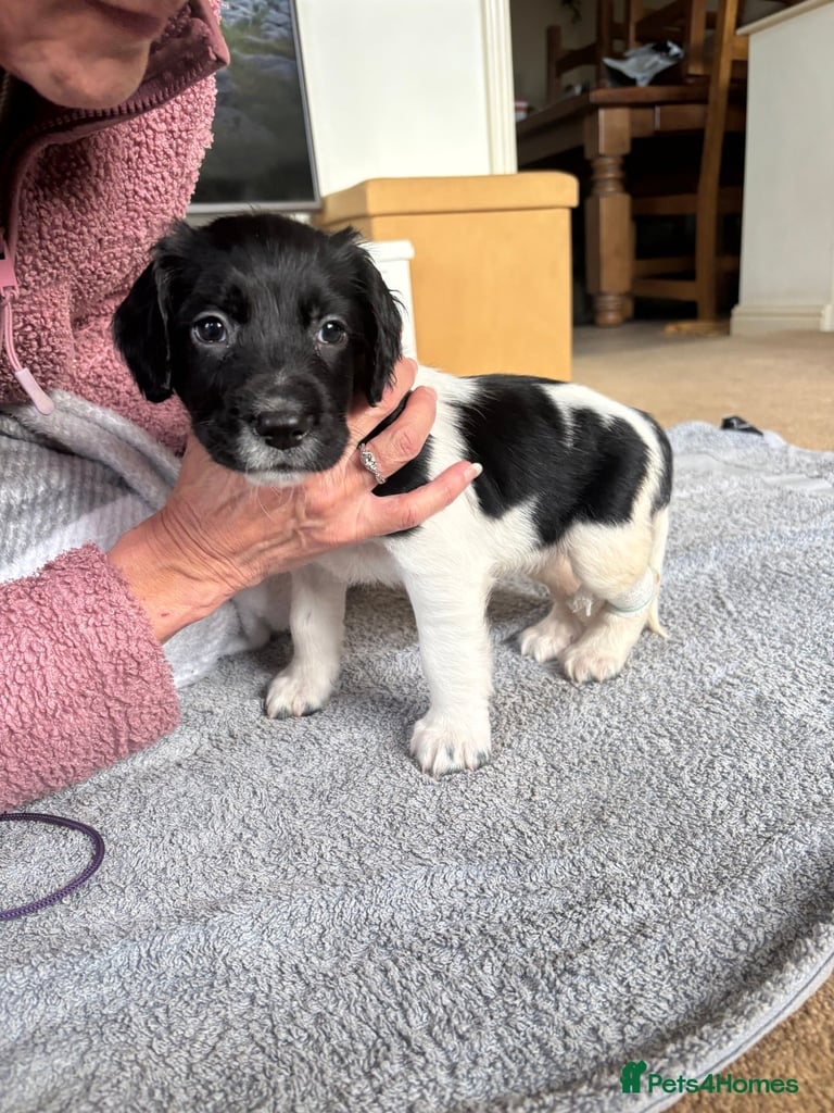 English Springer Spaniels