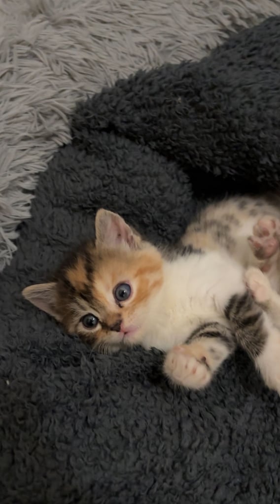 Adorable Persian x Bengal Kittens Ready for Their Forever Homes 