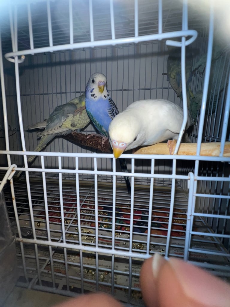 Tame baby budgies