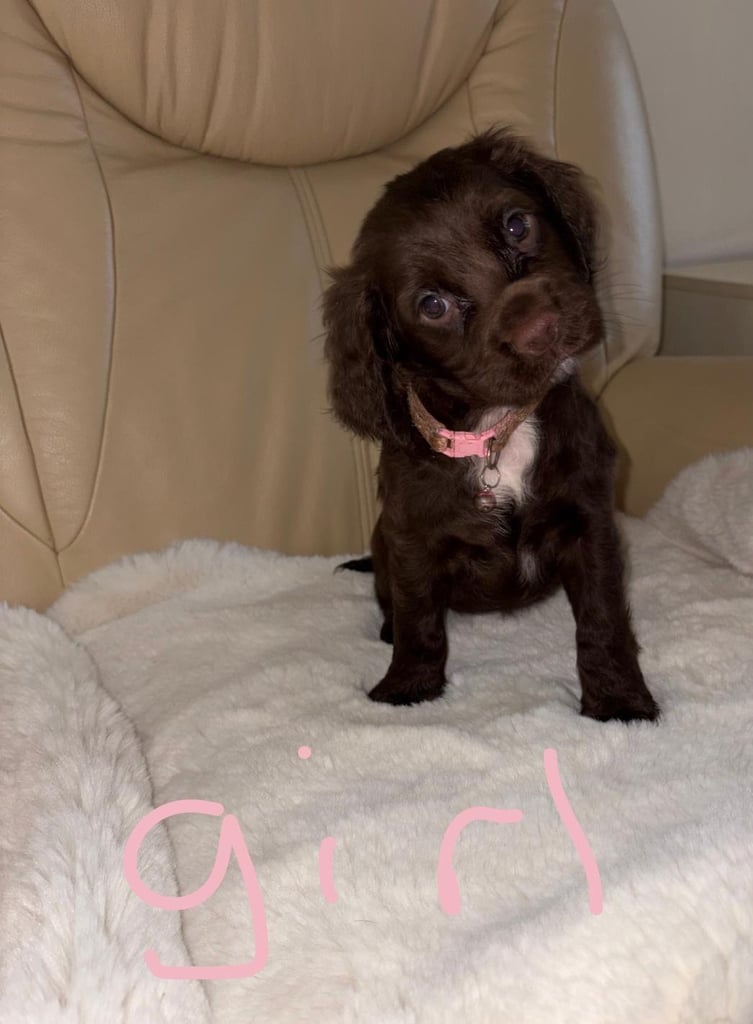 Cocker Spaniel Puppies