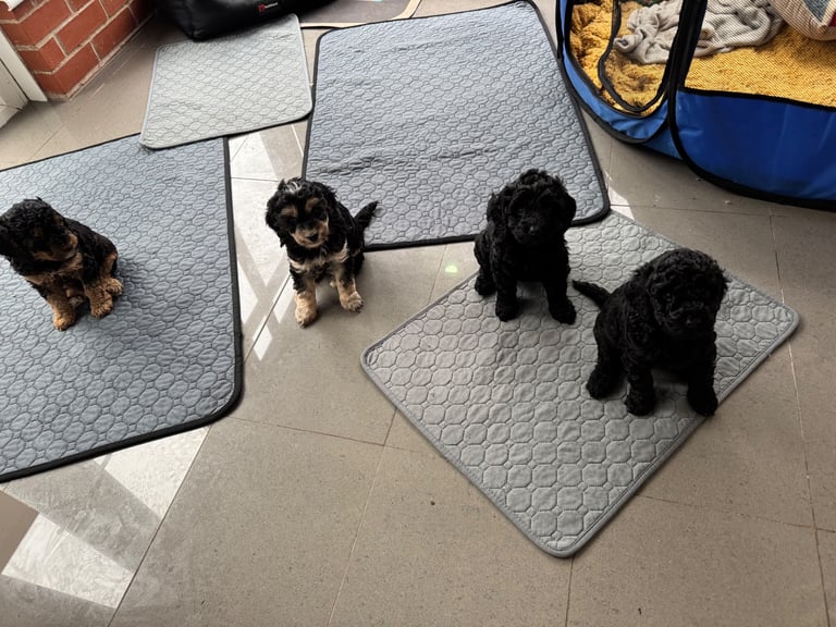 F2 Cockapoo Puppies 