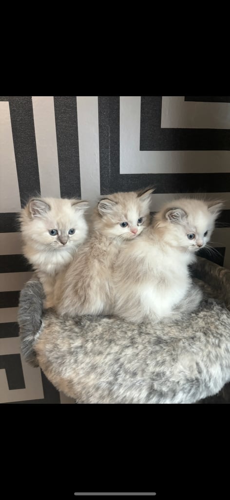 ragdoll x persian 