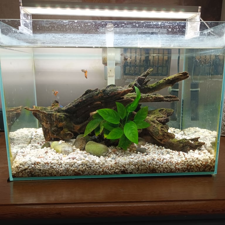 image for Super fish aquarium fish tank 