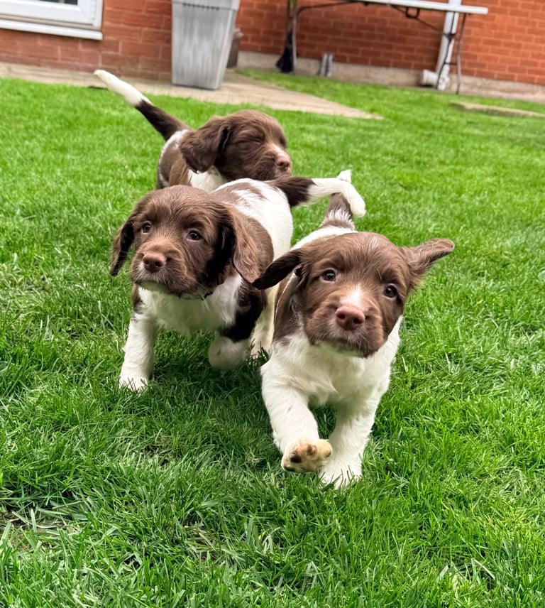 English Springer Jack Russell Springer Cross Springer Spaniel
