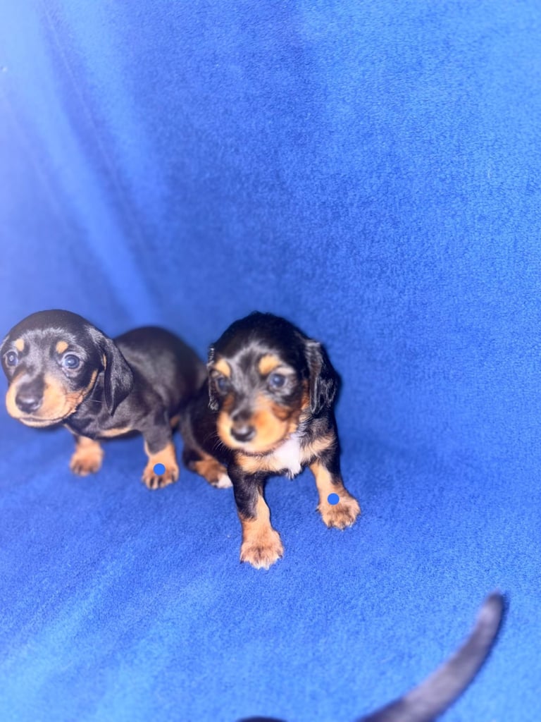 8 dachshund puppies 5girls 3boys