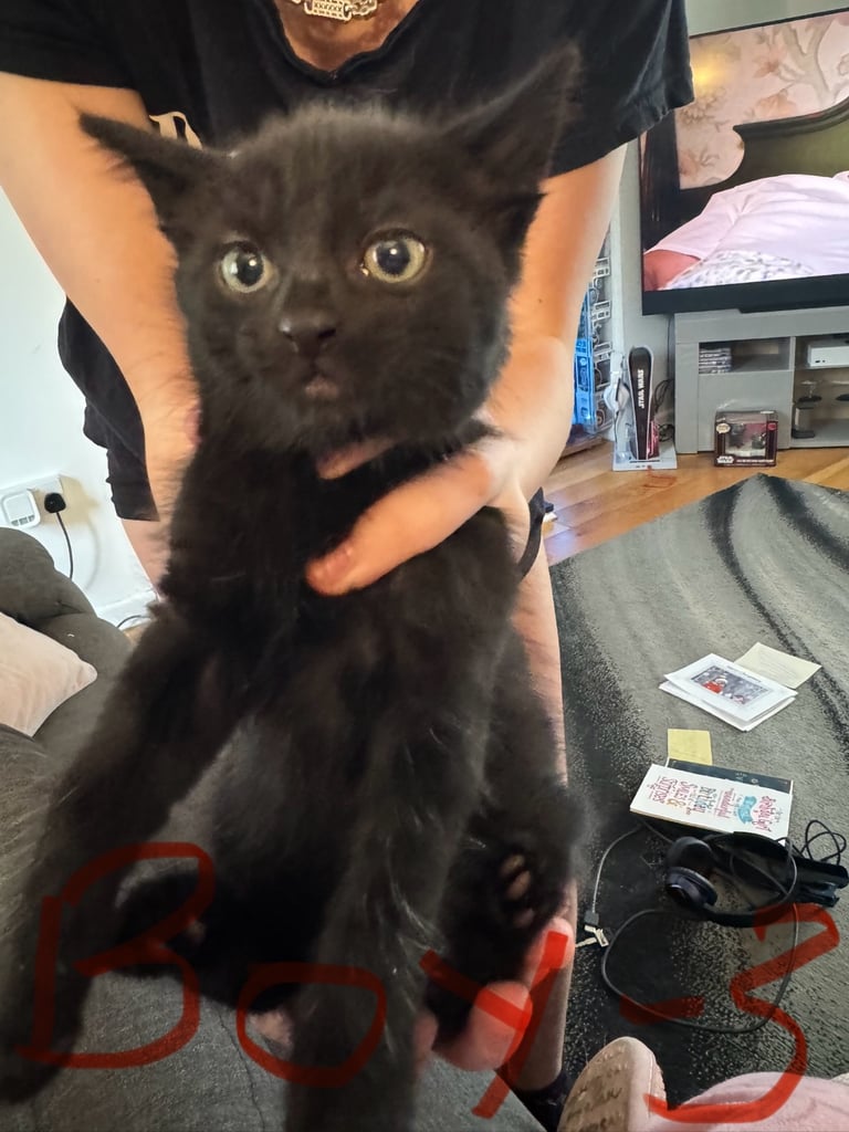 Kittens ready now 
