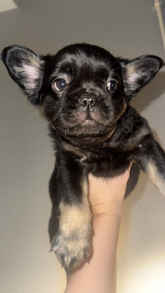  Visual Fluffy French Bulldog