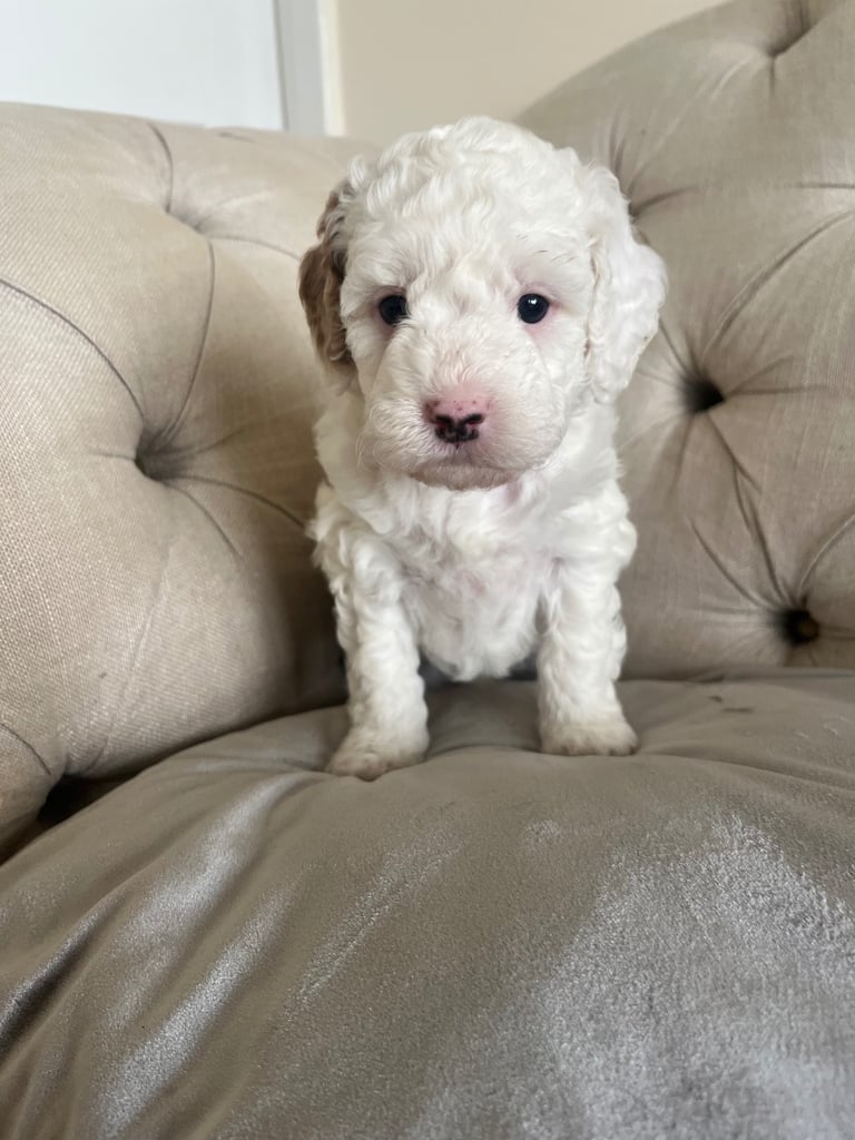 Beautiful Cavapoochon Puppies