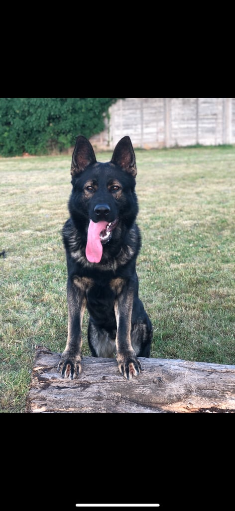 TOP CZECH LINE GERMAN SHEPHERD PUPPIES AVAILABLE!!