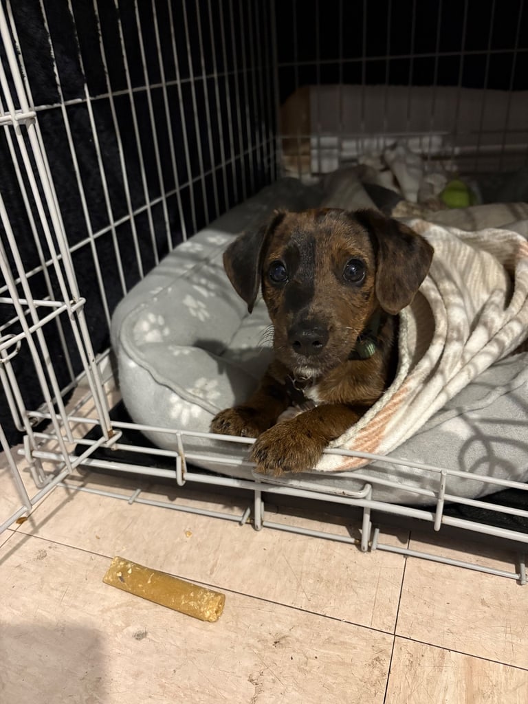 Miniature Dachshund X Jack Russell 