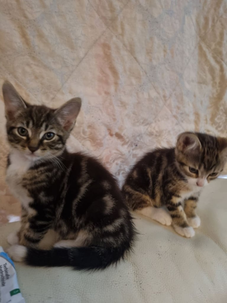 Adorable kittens seeking new home