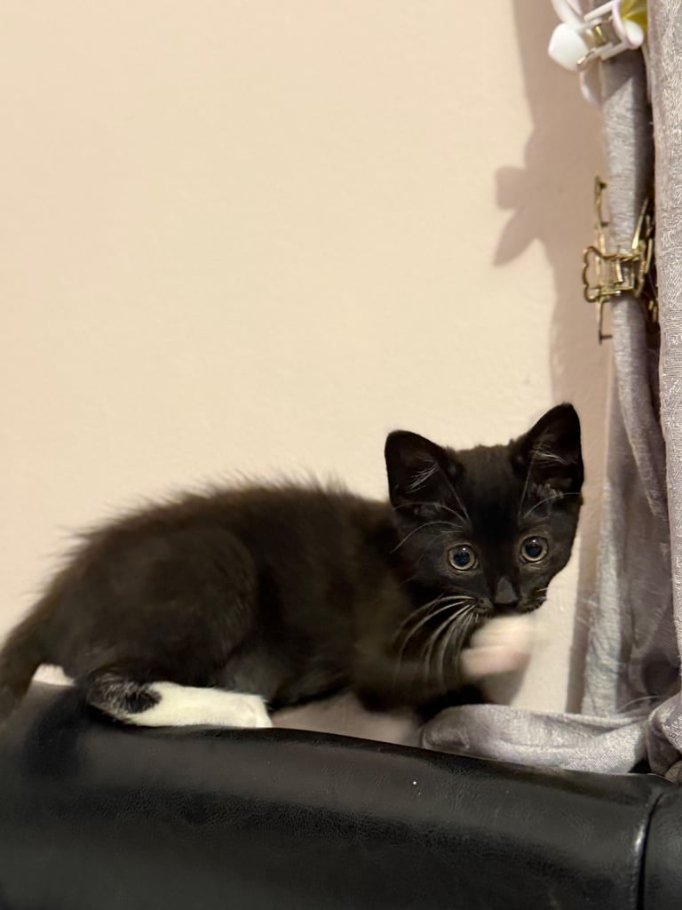 Beautiful black and white female kitten 