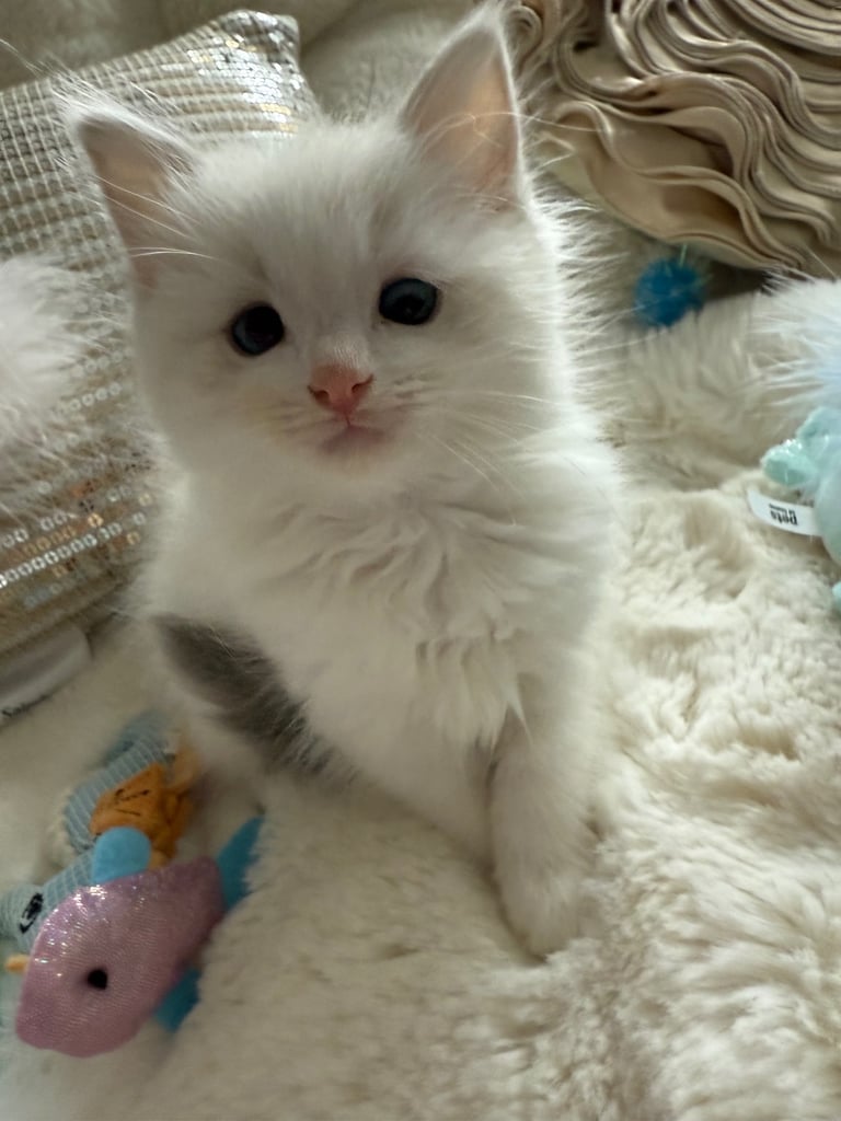 Gccf Ragdolls 🥇M&F 💙🩷 7wk 5 wk & 20wk kittens 