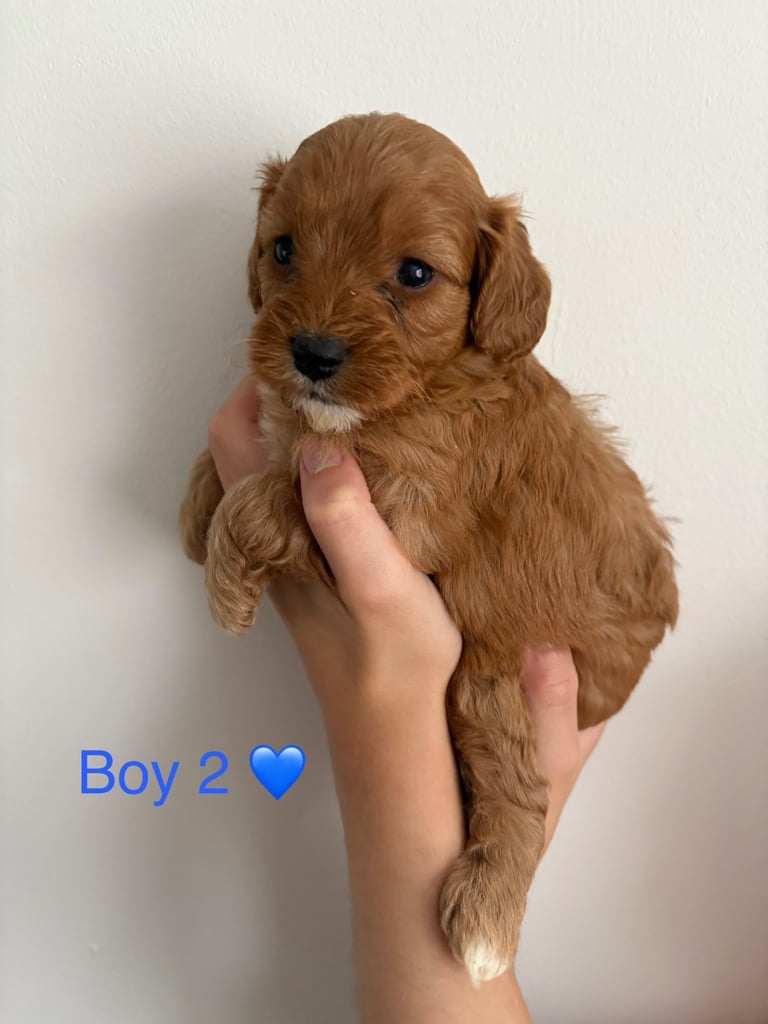Toy f1b cavapoo puppies 