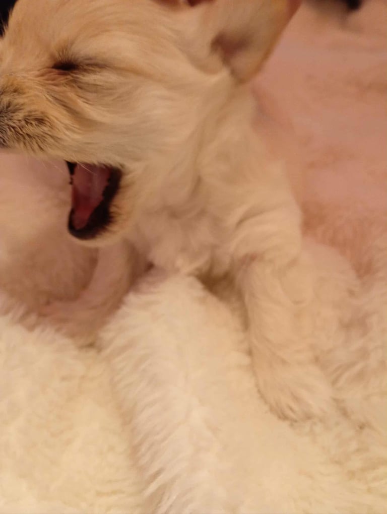 Chorkie girl puppy for sale 